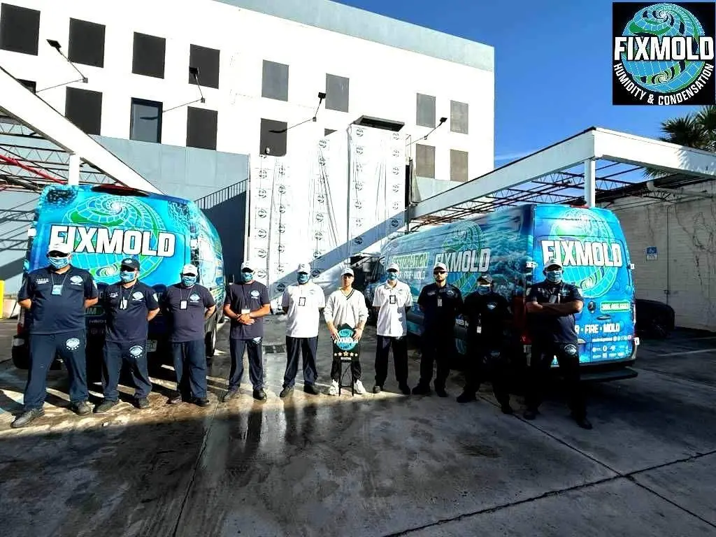 Miami mold removal companies