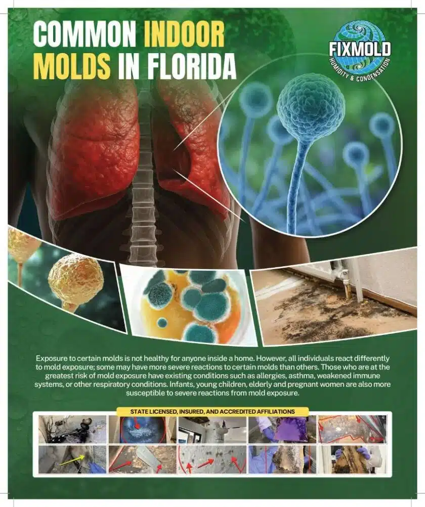 Common Indoor Mold in Florida